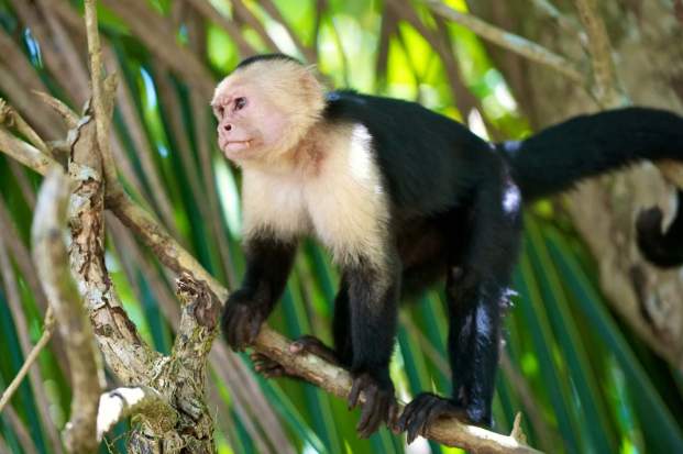 Top 14 Best Pet Monkeys to Have as a Pet | Azmonkeys