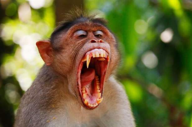 Monkey Teeth: Understanding the Anatomy and Function of Monkey Teeth ...