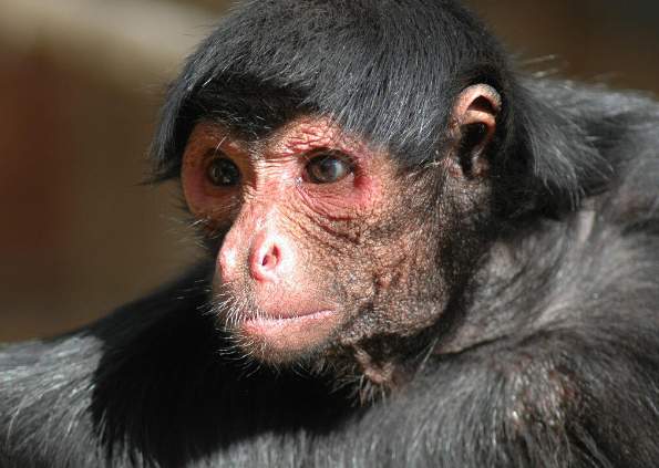 Red-Faced Spider Monkey - Conservation Status, Locations, Habitat