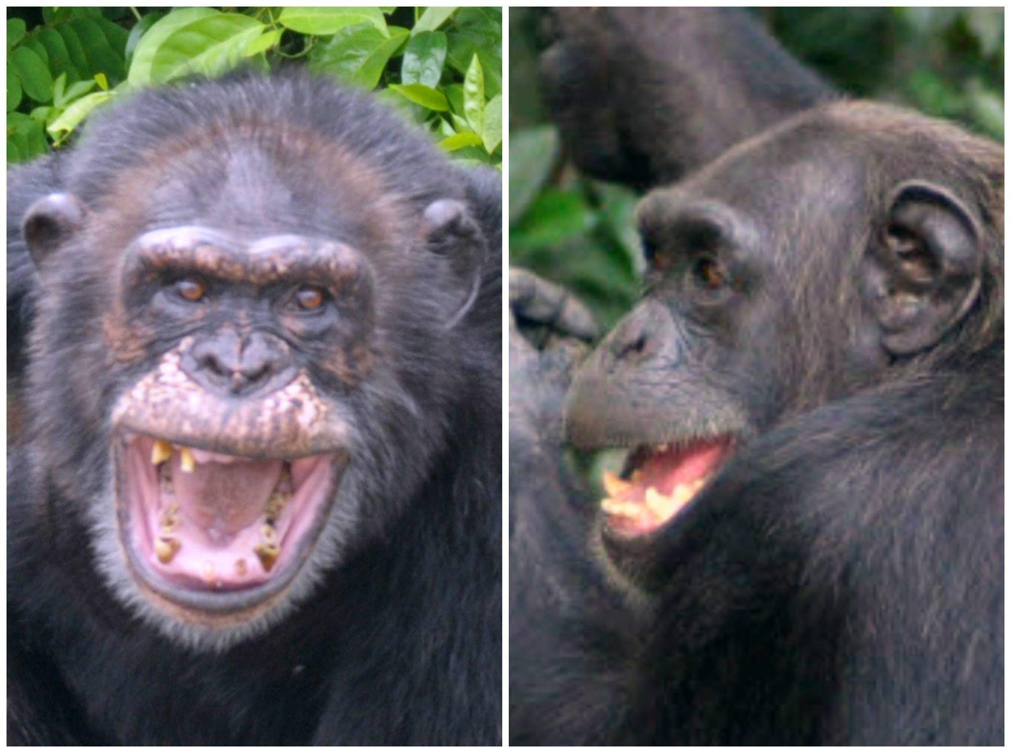 Chimpanzee vs Monkey vs Ape: Distinguishing the Differences between ...